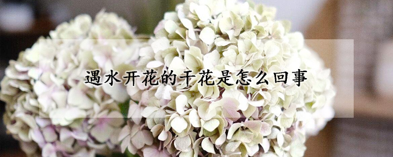 遇水开花的干花是怎么回事