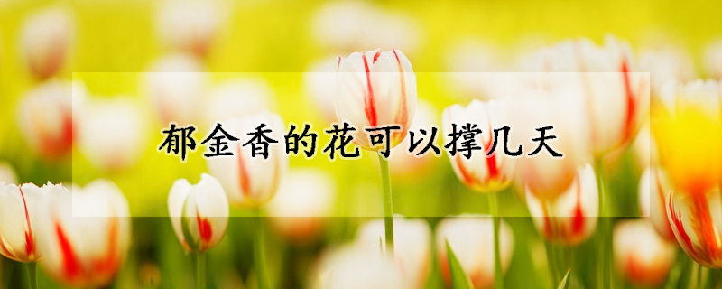 郁金香的花可以撑几天