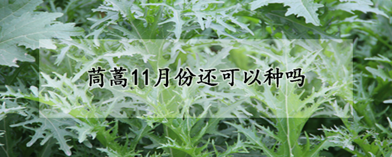 茼蒿11月份还可以种吗