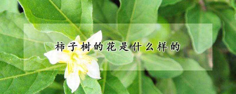 柿子树的花是什么样的