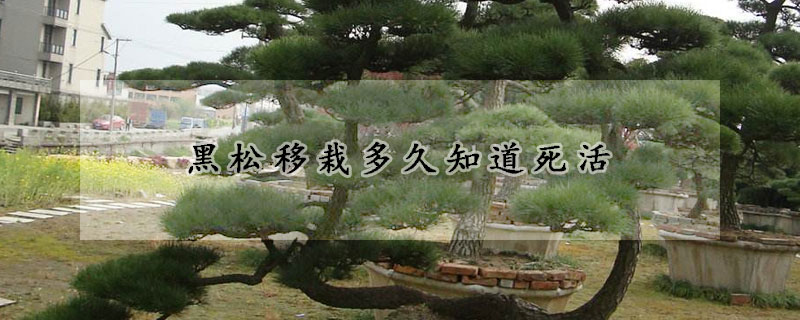 黑松移栽多久知道死活