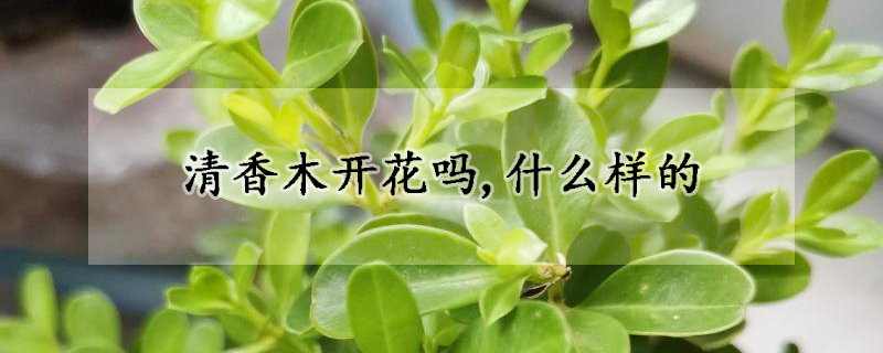 清香木开花吗,什么样的