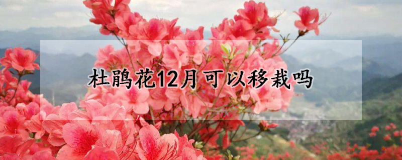 杜鹃花12月可以移栽吗