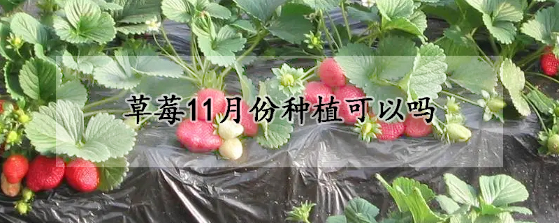 草莓11月份种植可以吗