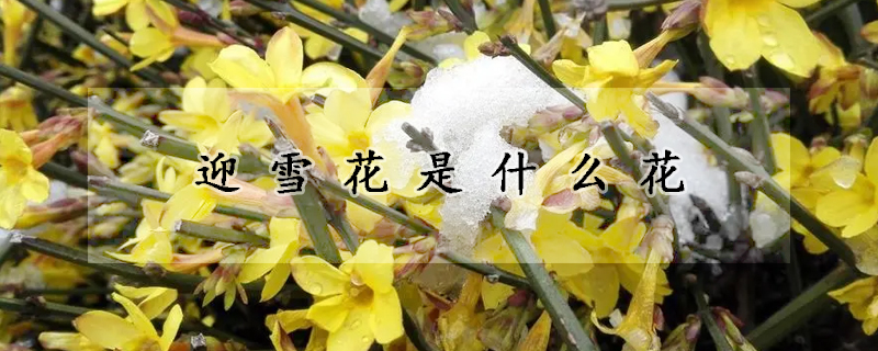 迎雪花是什么花