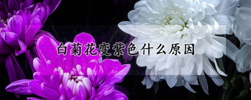 白菊花变紫色什么原因