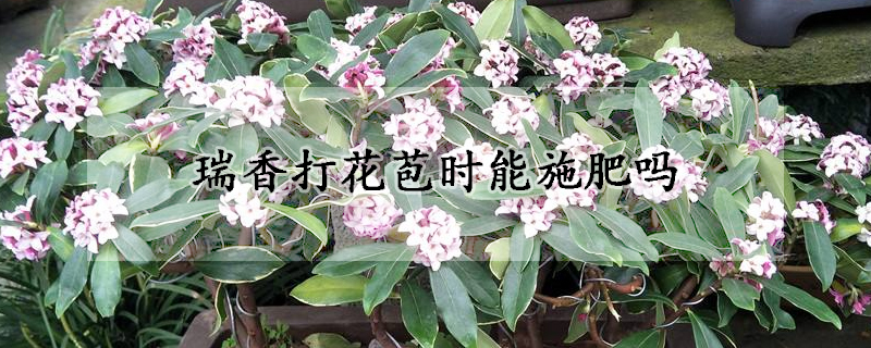 瑞香打花苞时能施肥吗