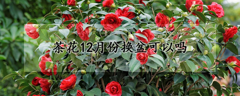 茶花12月份换盆可以吗