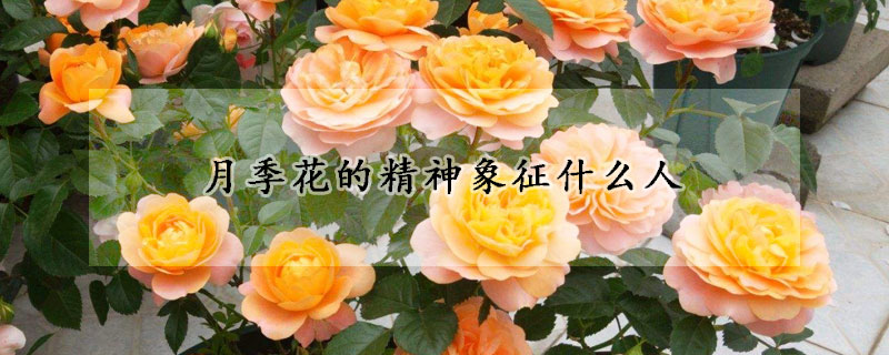 月季花的精神象征什么人