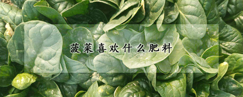 菠菜喜欢什么肥料