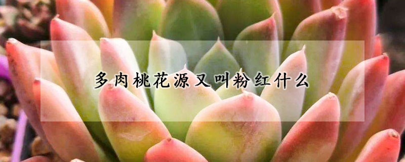 多肉桃花源又叫粉红什么