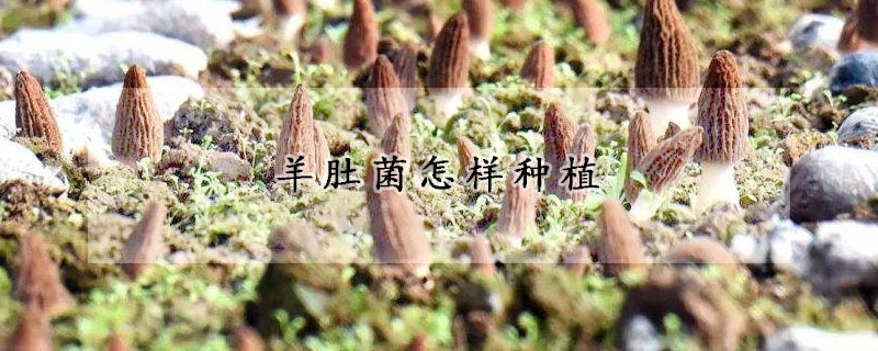 羊肚菌怎样种植