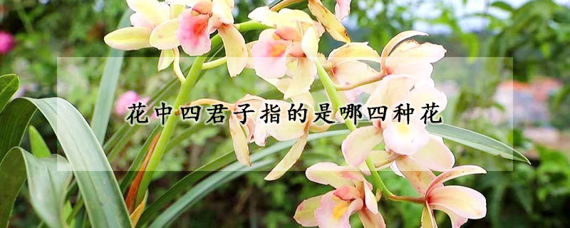 花中四君子指的是哪四种花