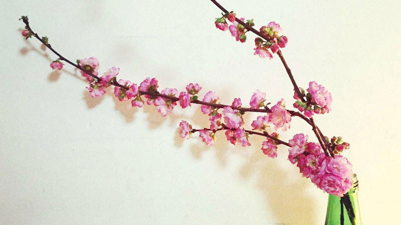 桃花枝插水里能开花吗