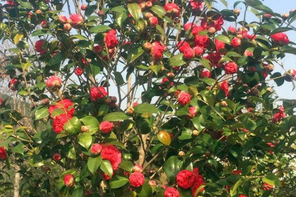 茶花开花期间怎么养护