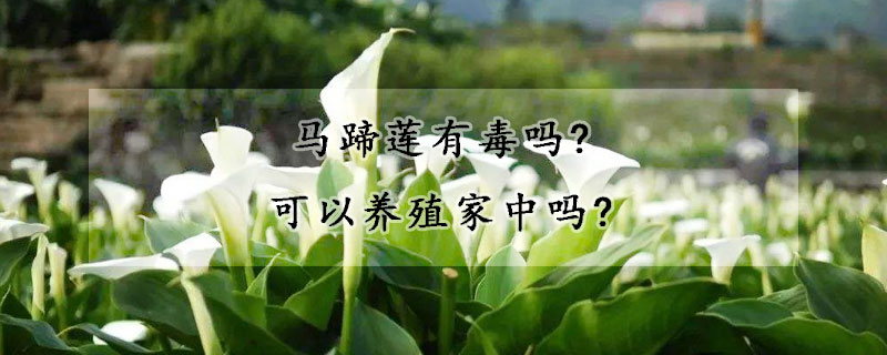 马蹄莲有毒吗?可以养殖家中吗?