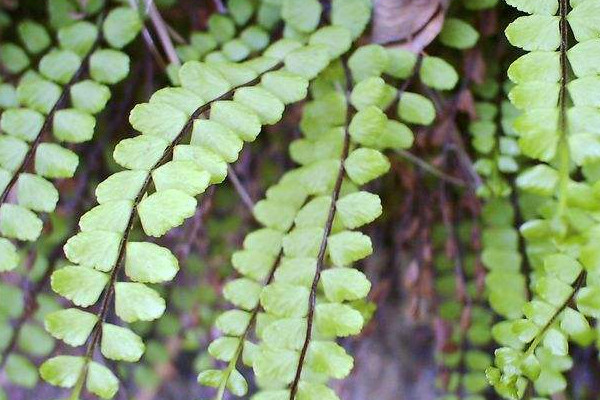 蕨类植物怎么养