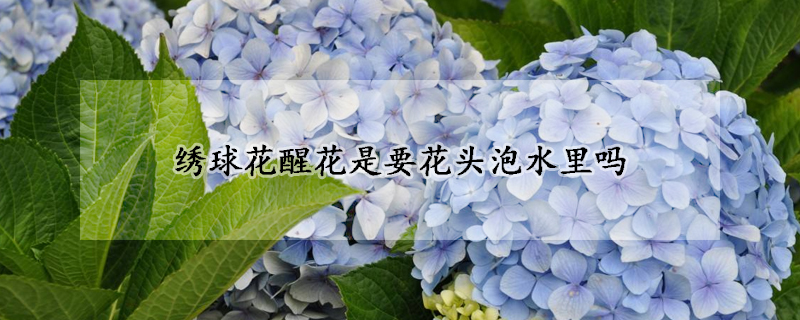 绣球花醒花是要花头泡水里吗