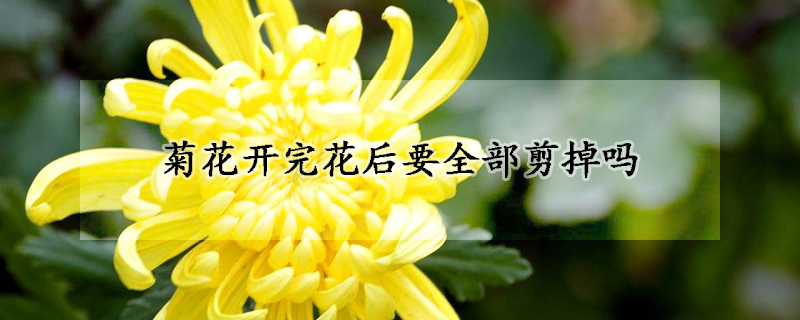 菊花开完花后要全部剪掉吗