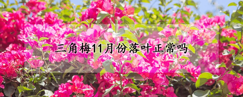 三角梅11月份落叶正常吗