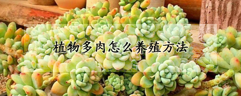 植物多肉怎么养殖方法