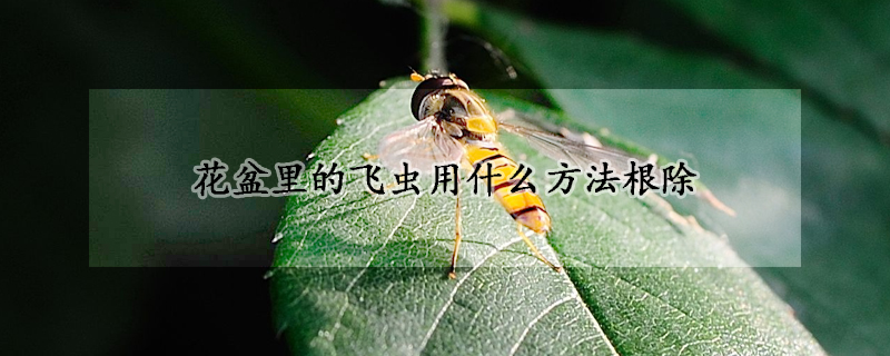 花盆里的飞虫用什么方法根除