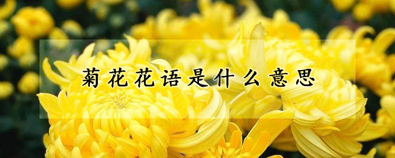 菊花花语是什么意思