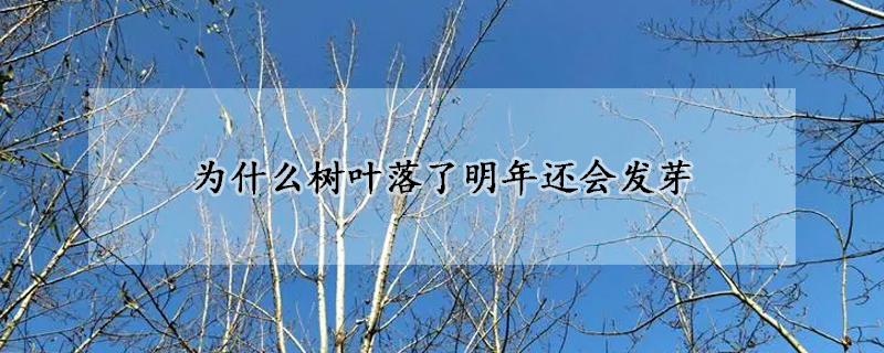 为什么树叶落了明年还会发芽