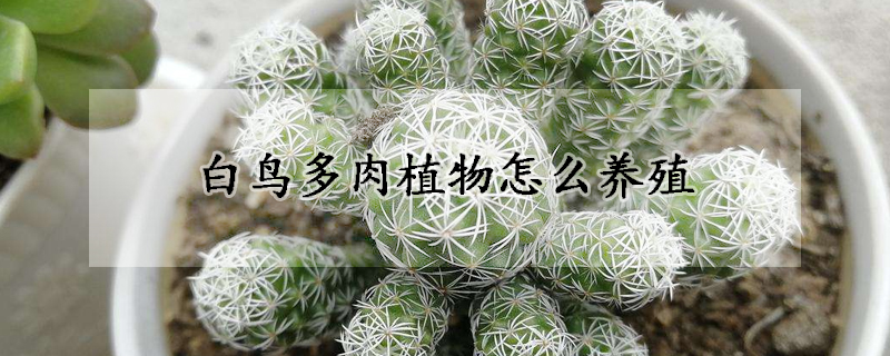 白鸟多肉植物怎么养殖