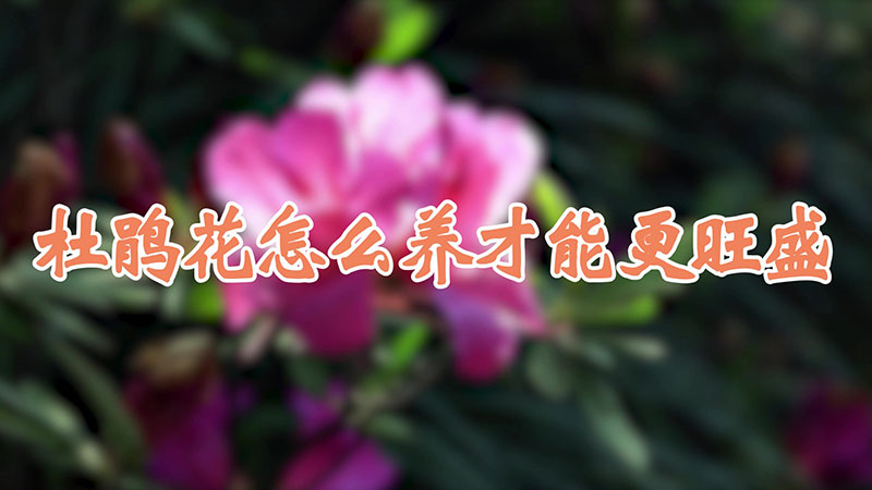 杜鹃花怎么养才能更旺盛