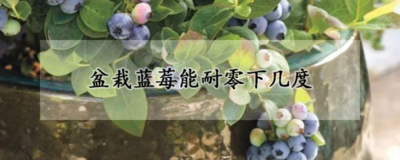 盆栽蓝莓能耐零下几度
