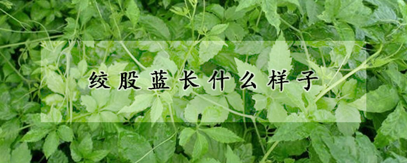 绞股蓝长什么样子