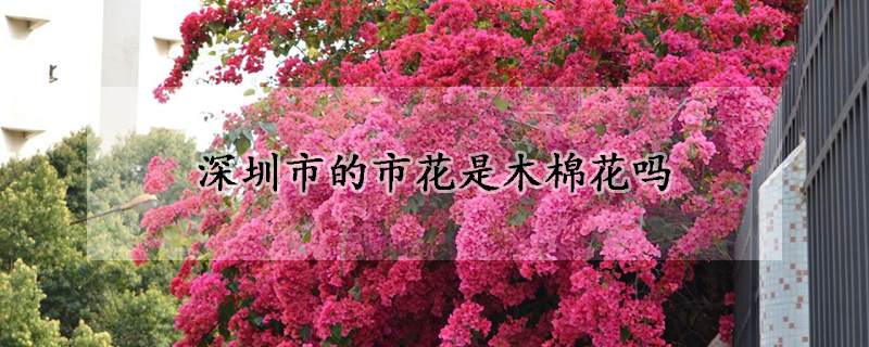 深圳市的市花是木棉花吗