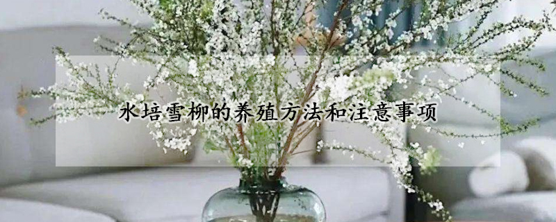 水培雪柳的养殖方法和注意事项