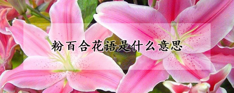 粉百合花语是什么意思