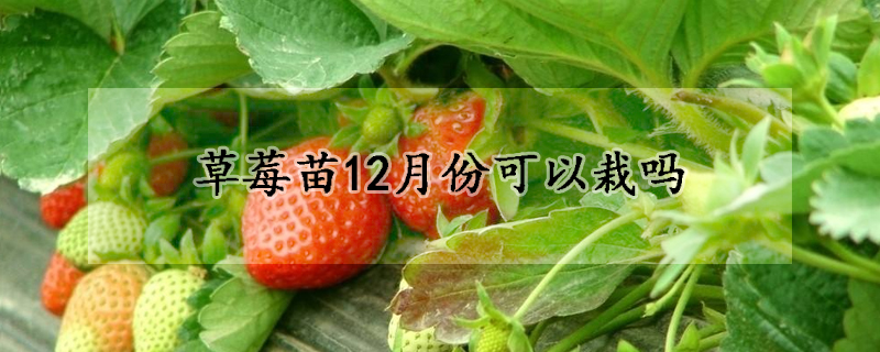 草莓苗12月份可以栽吗