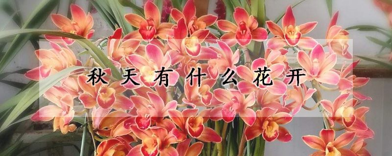 秋天有什么花开