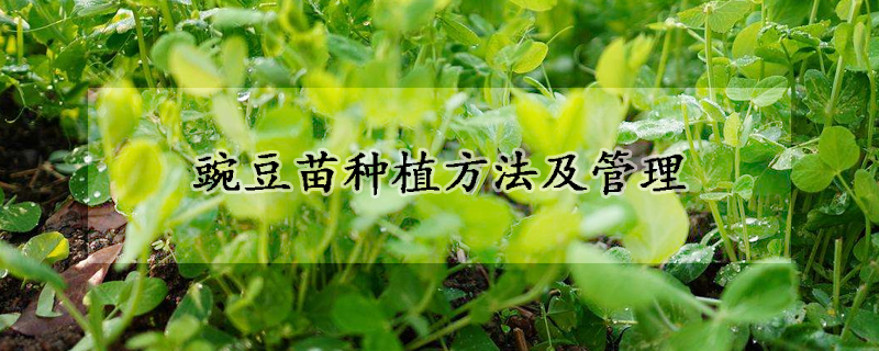 豌豆苗种植方法及管理