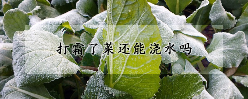 打霜了菜还能浇水吗