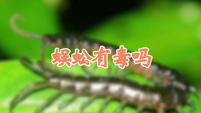 蜈蚣有毒吗