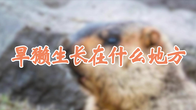 旱獭生长在什么地方
