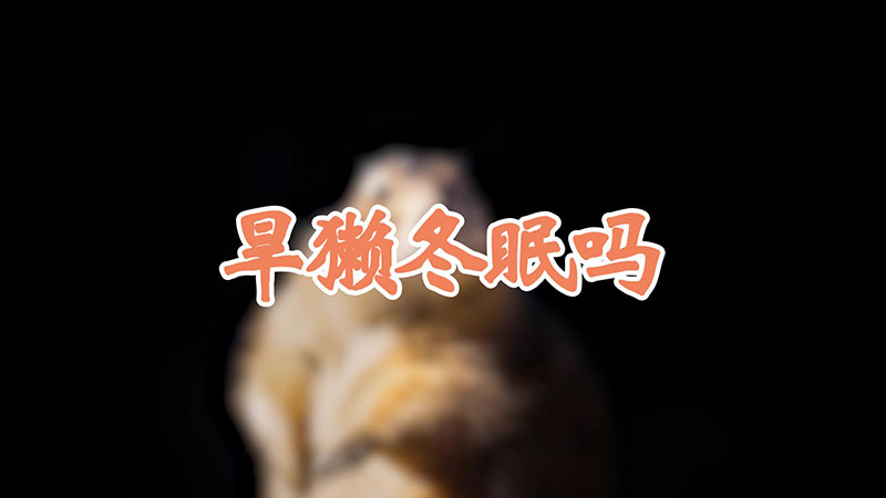 旱獭冬眠吗
