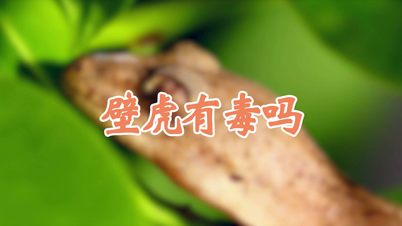 壁虎有毒吗