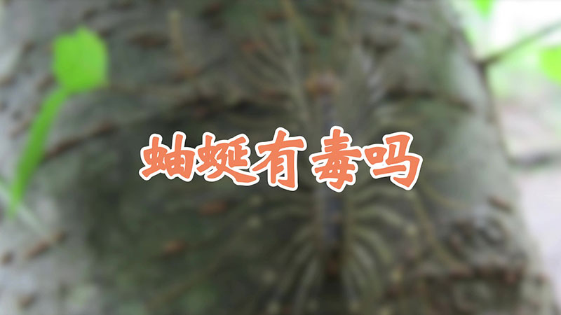 蚰蜒有毒吗
