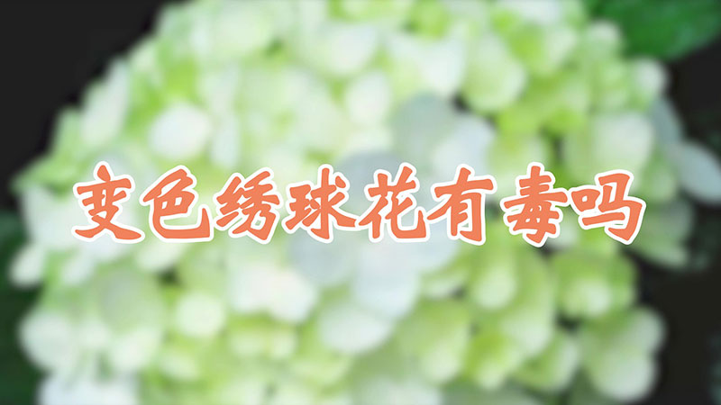 变色绣球花有毒吗