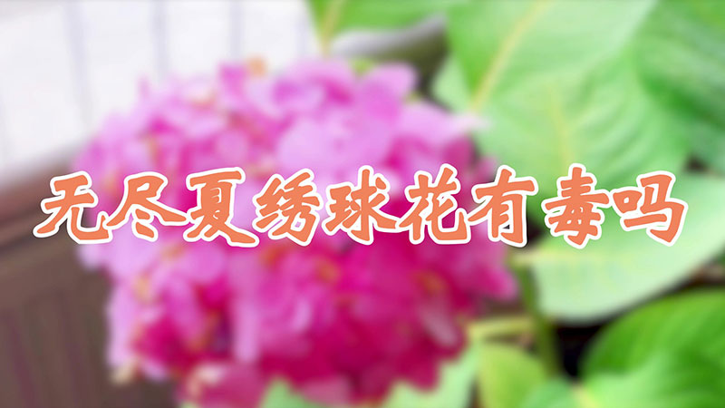 无尽夏绣球花有毒吗