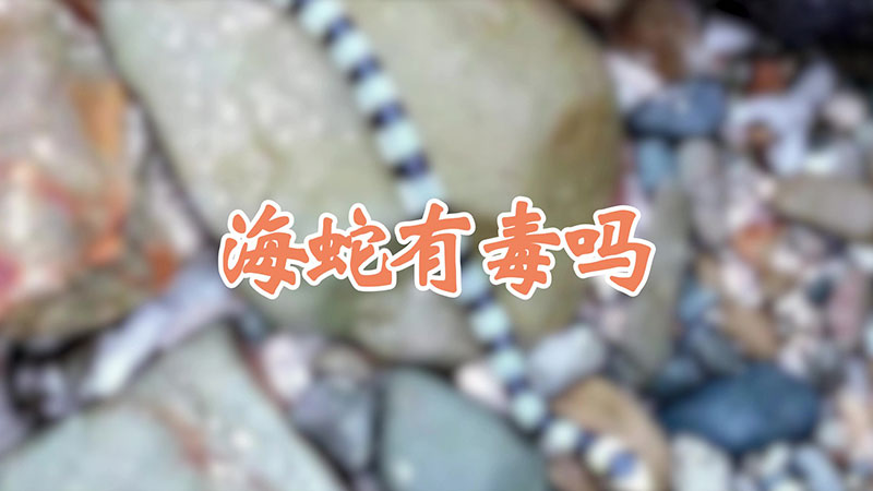 海蛇有毒吗