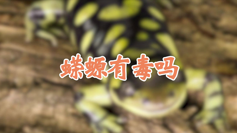 蝾螈有毒吗