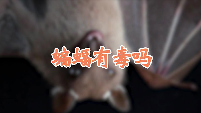 蝙蝠有毒吗