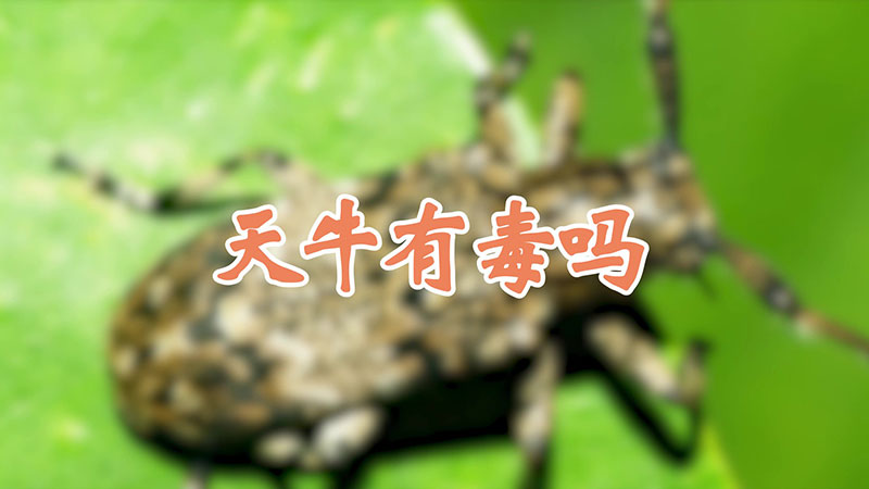 天牛有毒吗